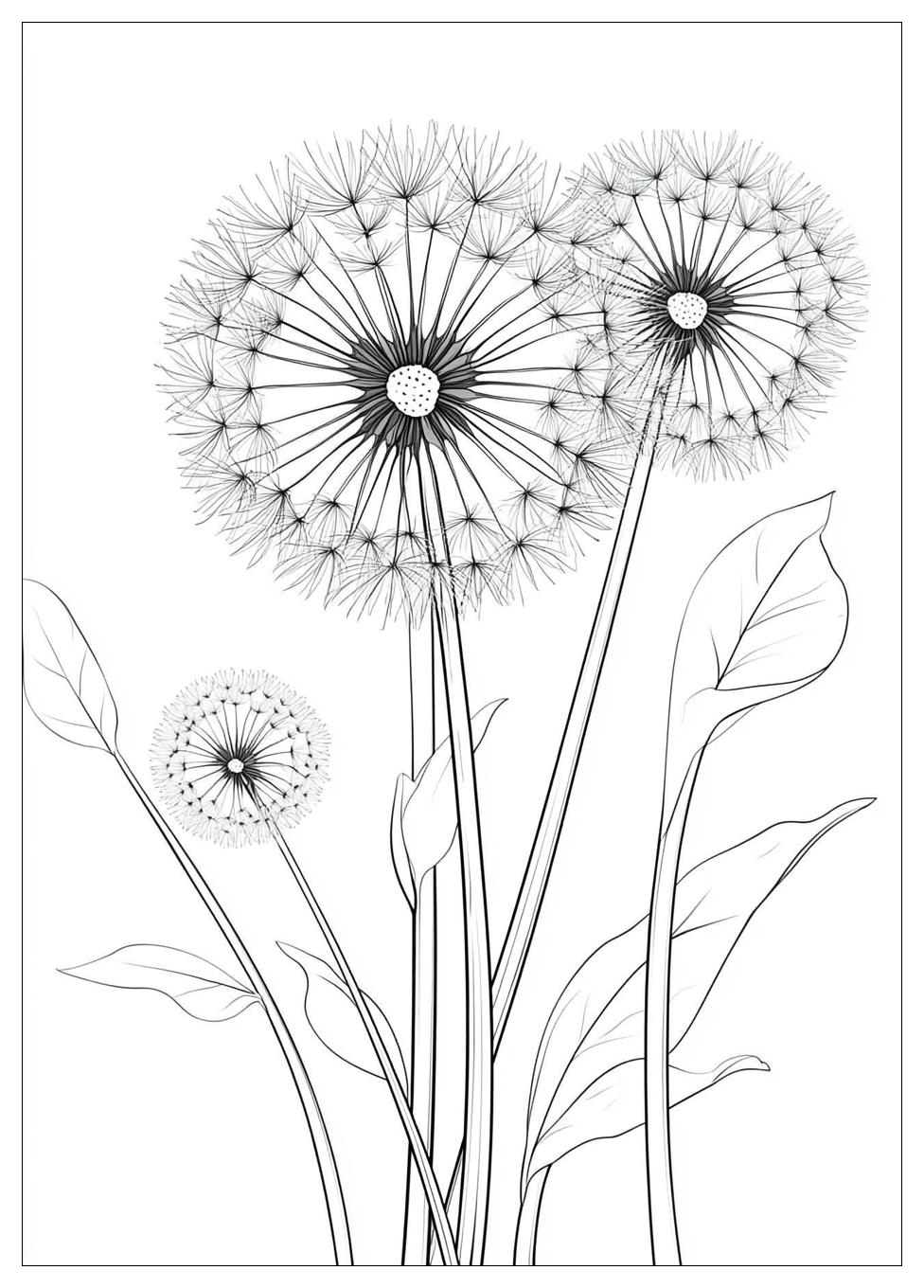 dandelion_coloring_pages_4